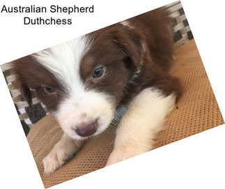 Australian Shepherd Duthchess