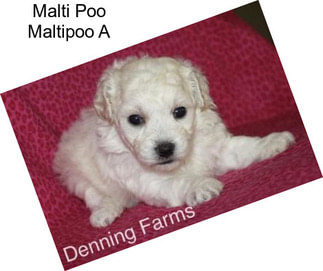 Malti Poo Maltipoo A