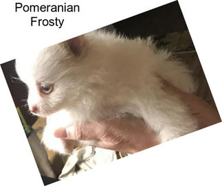 Pomeranian Frosty