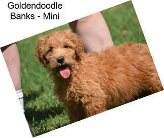 Goldendoodle Banks - Mini