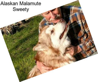 Alaskan Malamute Sweety