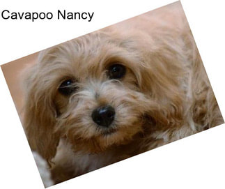 Cavapoo Nancy