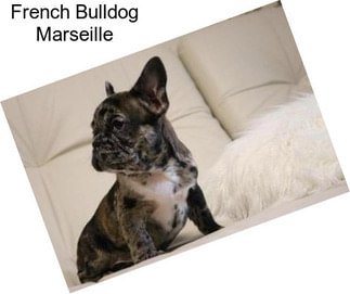 French Bulldog Marseille