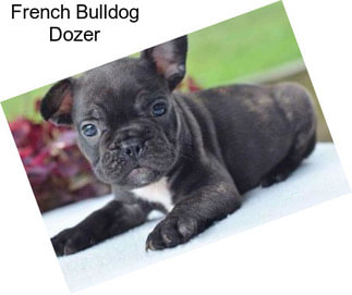 French Bulldog Dozer