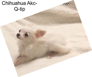 Chihuahua Akc- Q-tip
