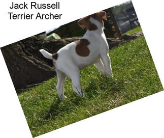 Jack Russell Terrier Archer