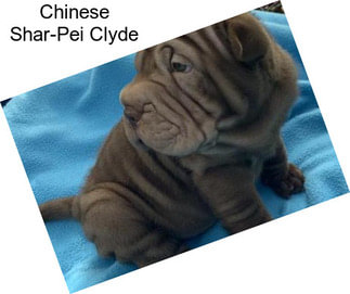 Chinese Shar-Pei Clyde