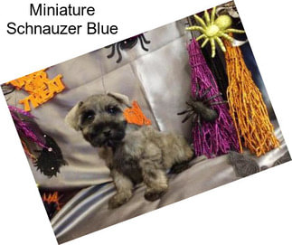 Miniature Schnauzer Blue