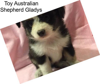 Toy Australian Shepherd Gladys