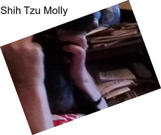 Shih Tzu Molly