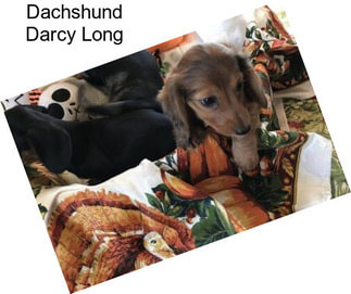 Dachshund Darcy Long