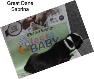 Great Dane Sabrina