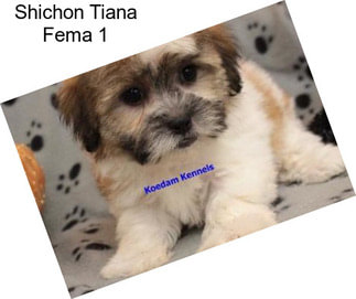 Shichon Tiana Fema 1