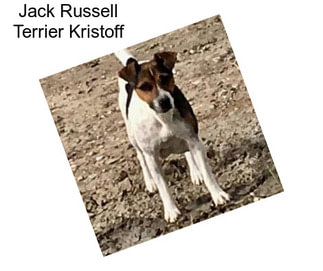 Jack Russell Terrier Kristoff