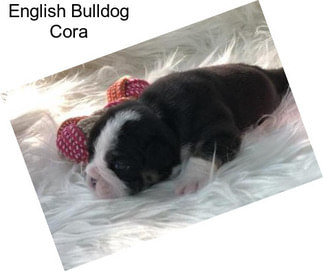 English Bulldog Cora