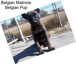 Belgian Malinois Belgian Pup