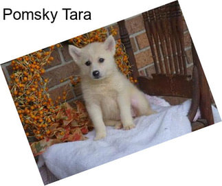 Pomsky Tara