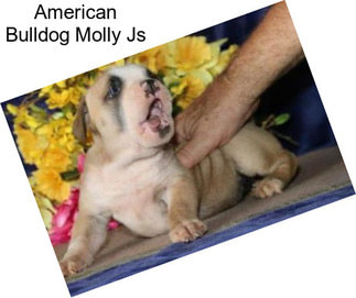 American Bulldog Molly Js