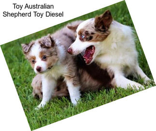 Toy Australian Shepherd Toy Diesel