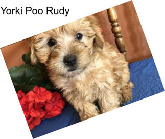 Yorki Poo Rudy