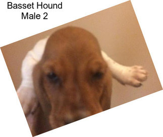Basset Hound Male 2