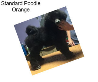 Standard Poodle Orange