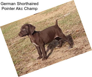 German Shorthaired Pointer Akc Champ