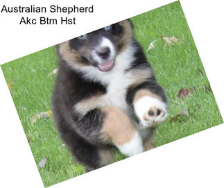 Australian Shepherd Akc Btm Hst