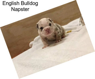 English Bulldog Napster