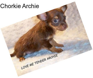 Chorkie Archie