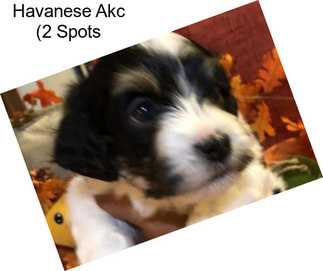 Havanese Akc (2 Spots