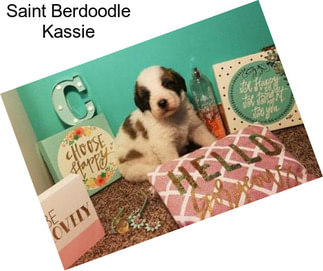 Saint Berdoodle Kassie