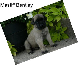 Mastiff Bentley