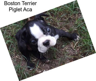 Boston Terrier Piglet Aca