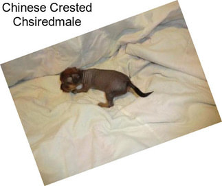 Chinese Crested Chsiredmale