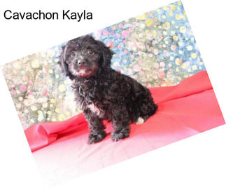 Cavachon Kayla