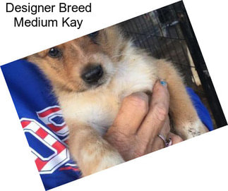 Designer Breed Medium Kay