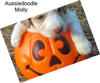 Aussiedoodle Molly