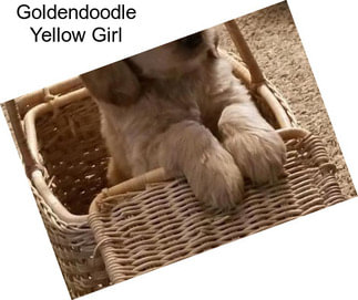 Goldendoodle Yellow Girl