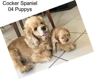 Cocker Spaniel 04 Puppys