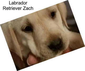 Labrador Retriever Zach