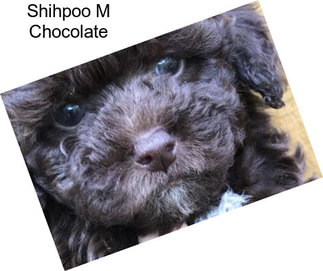 Shihpoo M Chocolate