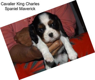 Cavalier King Charles Spaniel Maverick