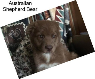 Australian Shepherd Bear