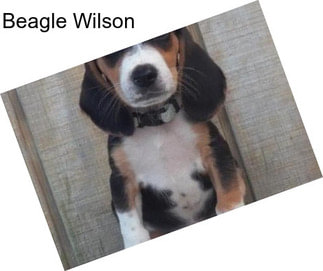 Beagle Wilson