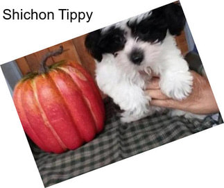 Shichon Tippy