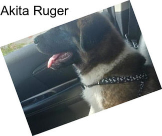 Akita Ruger