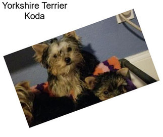 Yorkshire Terrier Koda