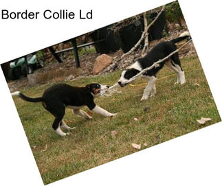 Border Collie Ld