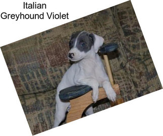 Italian Greyhound Violet